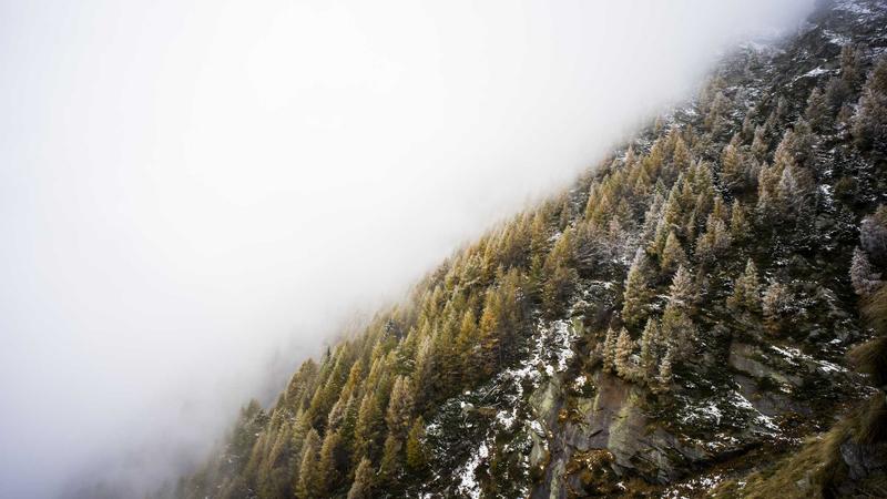 秋补黄金搭档：当归的5种时令吃法，润燥养血正当时