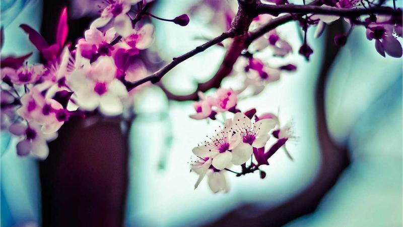 薏米：千年祛湿圣品的现代科学解密与养生实践