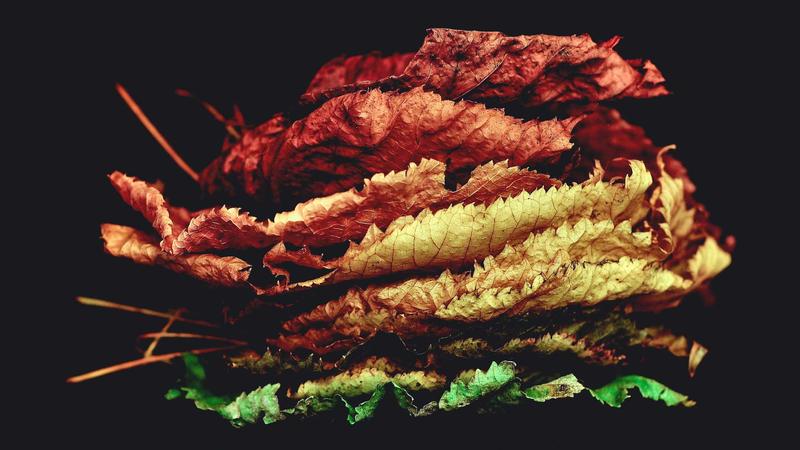 阳虚体质必看！5大暖身食材+3套四季食疗方，助你告别畏寒怕冷