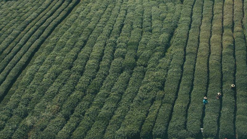 古方新用：补中益气汤现代改良版，轻松调理亚健康！