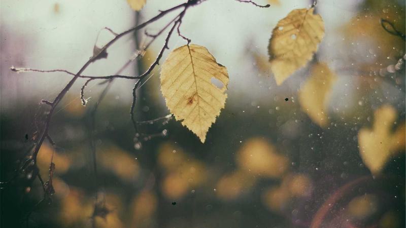 红枣：天然补血圣品的营养密码与养生智慧