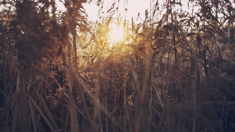 冬日暖身秘籍：山药煲汤，温补脾胃养全身
