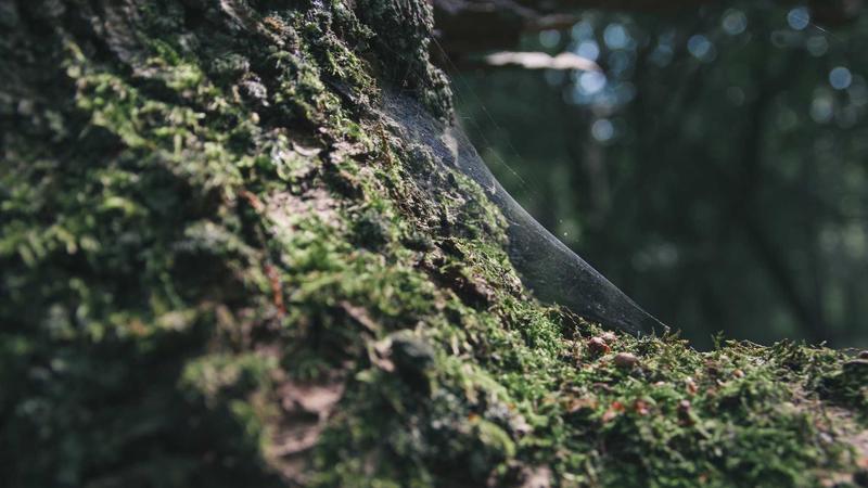 高血脂康复期必看！中医食疗调理全攻略，吃出健康好血脂
