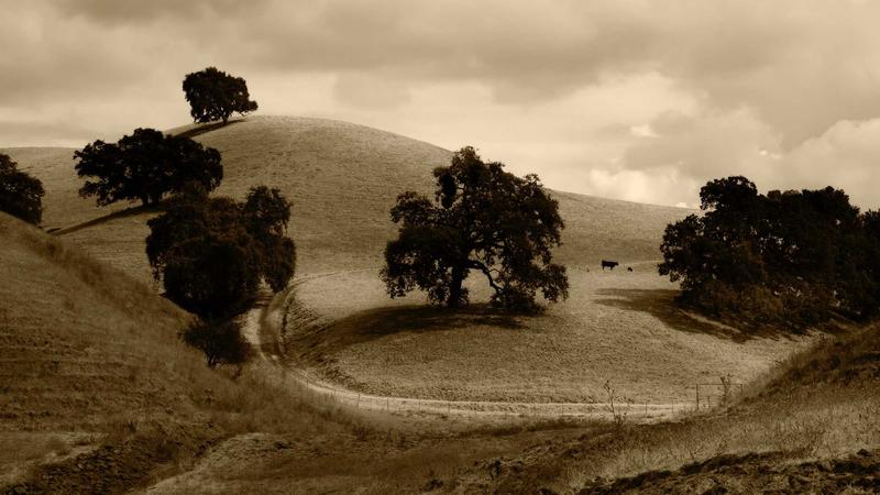 古方新用：归脾汤现代改良版，养心健脾新选择