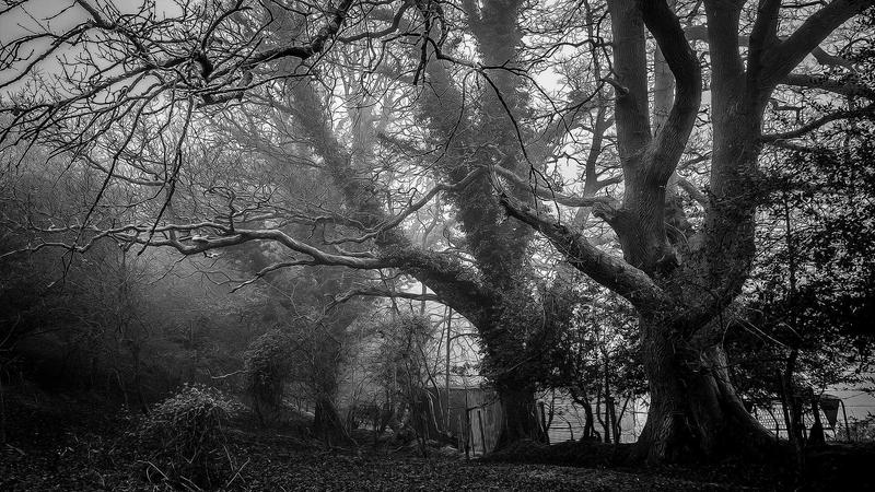 黑芝麻养生汤：一碗暖汤滋养全家，乌发强身两不误