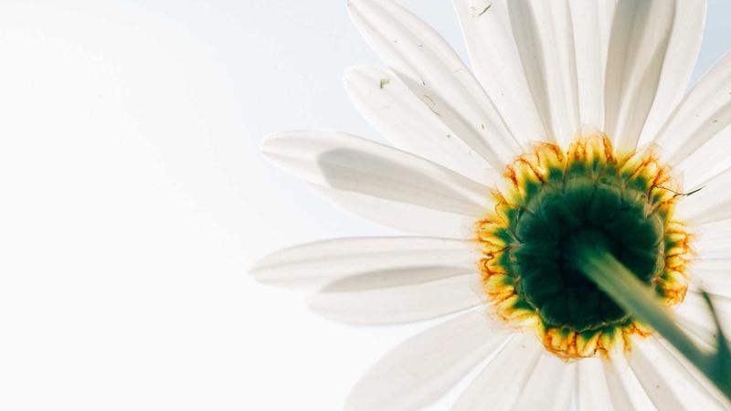 红枣养生全攻略：补气养血、安神助眠的黄金食材