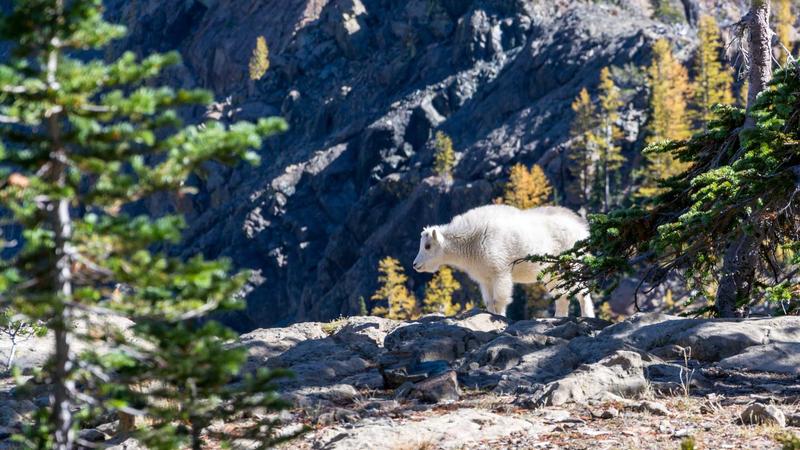 黄芪食疗秘籍：胃病患者的天然修复指南