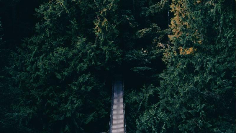 灵芝入膳养胃法：千年仙草如何化解现代胃病困局？