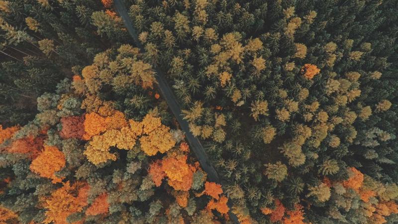 薏米养生全攻略：祛湿健脾的千年智慧与现代应用