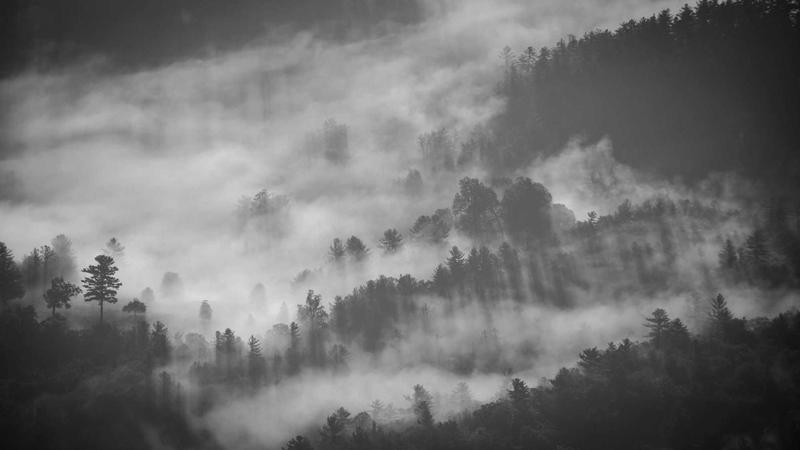 银耳安神秘籍：中医食疗助你告别失眠困扰