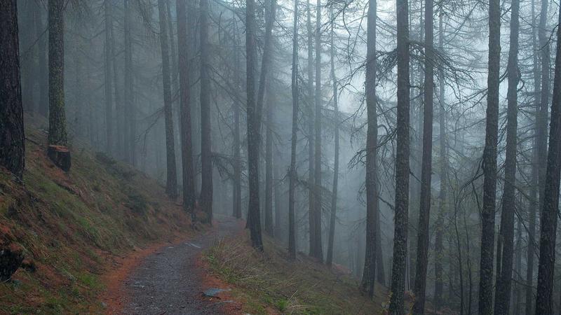 人参养生汤：家庭药膳的元气秘方，四季滋补全攻略