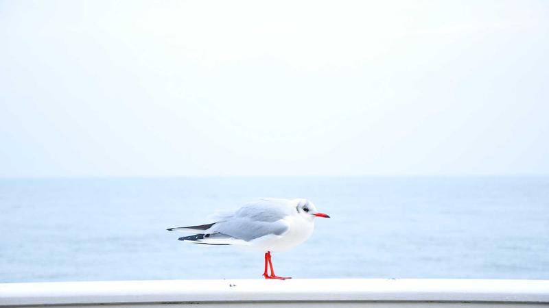 春日当归养生指南：5种时令搭配，唤醒身体阳气