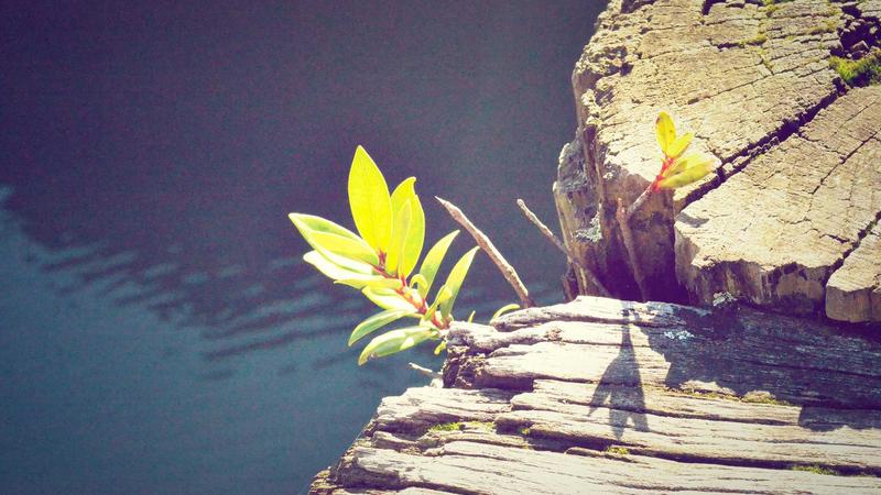 夏日不燥，元气满格！夏季滋补补中益气汤全攻略