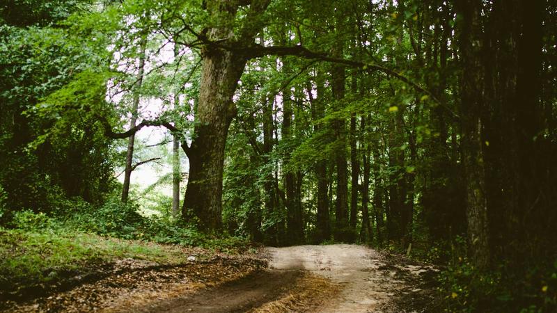 黄芪的10种黄金吃法：补气养血、增强免疫的中医智慧