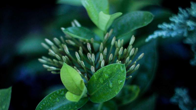 人参降脂秘籍：中医食疗调养高血脂的千年智慧