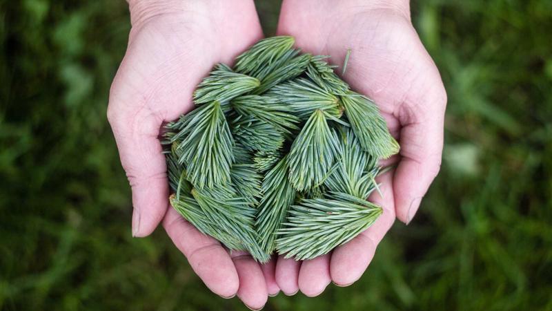 银耳活血化瘀：中医食疗调理血瘀体质的5大黄金方案