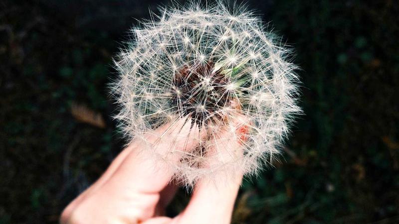 莲子妙用：血瘀体质的天然调理指南